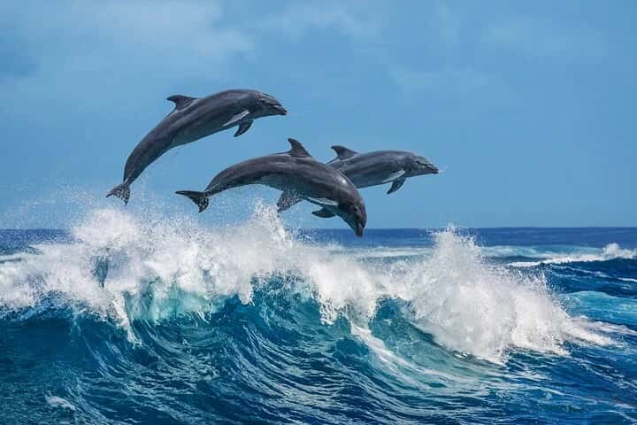 Best Dolphin & Whale Watching Guide in Kalpitiya