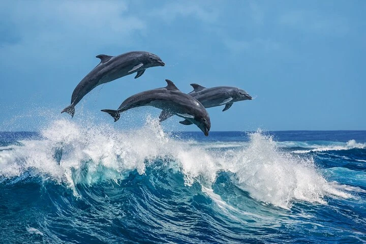 Best Dolphin & Whale Watching Guide in Kalpitiya